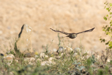 Mochuelo europeo