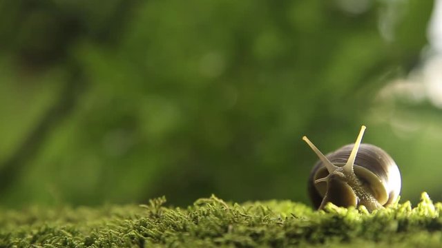 A grape snail on a green moss slowly turns its head