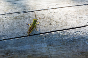 Grasshopper on wooden truck