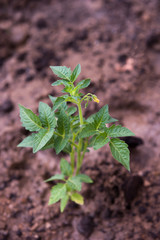 Tomato seedlings