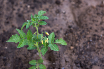 Tomato seedlings