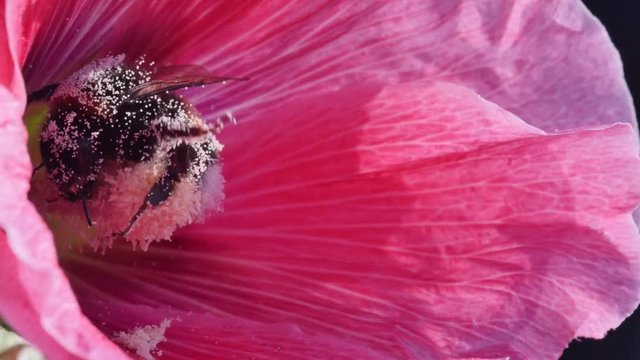 bourdon butinant une fleur avant de s'envoler
4k vid&eacute;o