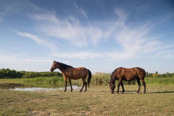 Horses on the meadow beside lake at animal shelter.