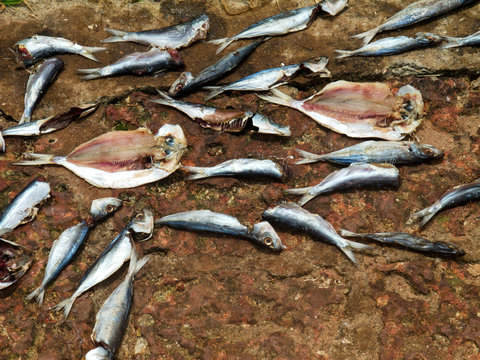 Zum Trocknen ausgelegte Fische, Odayam Beach, Varkala, Bundesstaat Kerala, Südindien, Asien
