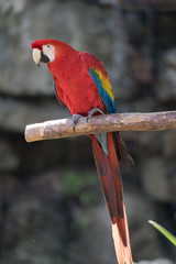 macaw