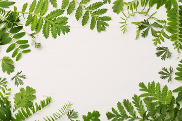 green leaves on white wooden background