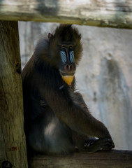 baboon