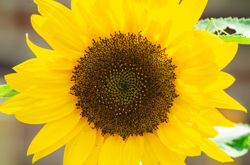 Obraz premium Close up view of a sunflower.