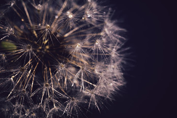 White Dandelion with Water Drops Retro