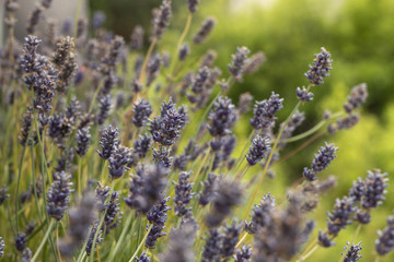 Obraz premium Lavande