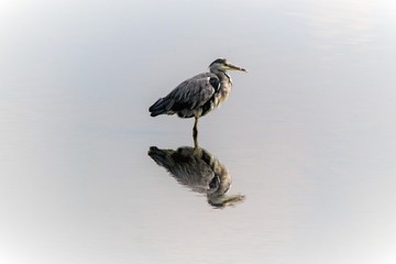 Heron and reflection 1