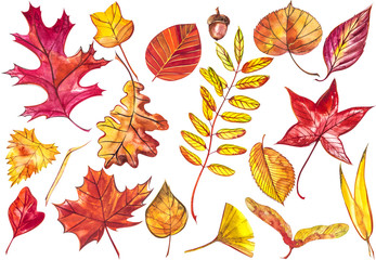 Obraz premium Collection beautiful colorful autumn leaves isolated on white background. Watercolor illustrations.