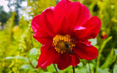 Honeybee sucking on some nectar off the beautiful red flower - 214365066