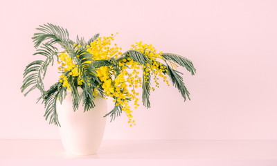 Spring yellow flowers of mimosa on a pink background. Space for text. 