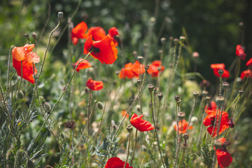 Wild red poppies growing on summer meadow
