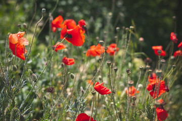 Wild red poppies growing on summer meadow