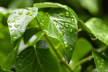 Green leaf and water droplets