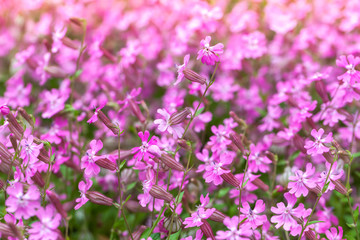 Fototapeta premium Phlox subulata or Creeping Phlox