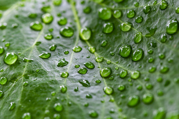 Natural green photo, leaf and drops
