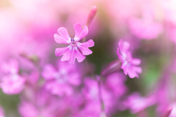 Fototapeta na wymiar Phlox subulata, Creeping Phlox. Pink flowers