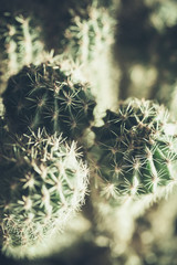 Cactus, natural close up photo