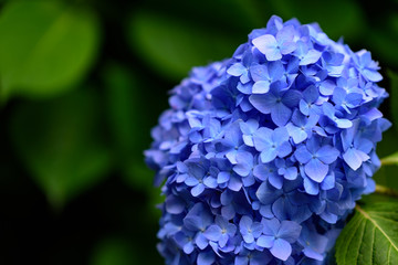 おおきな紫陽花