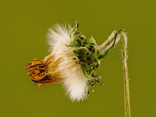 Obraz premium wilted flower