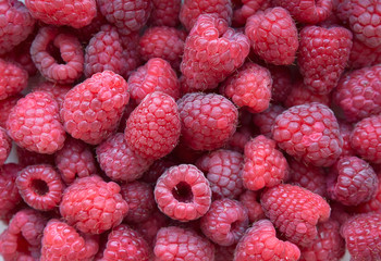 Bright delicious natural background of many ripe juicy red fragrant raspberry berries