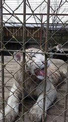 Young white tiger in the gate