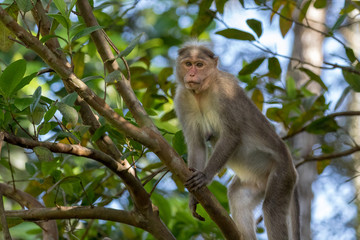Wild Monkey, Bonnet Macaque