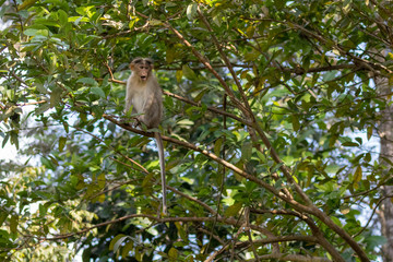 Wild Monkey, Bonnet Macaque