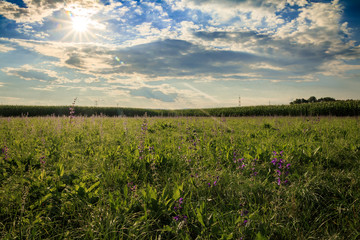Purple Flower in the Sky