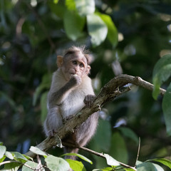 Wild Monkey, Bonnet Macaque