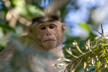 Wild Monkey, Bonnet Macaque