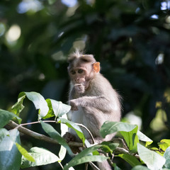 Naklejka na ściany i meble Wild Monkey, Bonnet Macaque