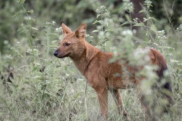 Wild dog