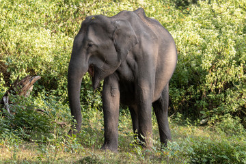 Obraz premium Asian elephant