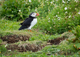 Puffin, sea bird, at burrow, at nesting site on the Farne Islands, Northumberland, England, UK.