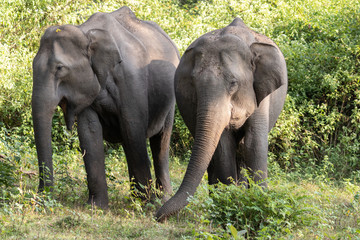 Fototapeta premium Asian elephant