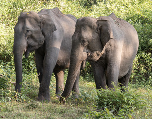 Asian elephant