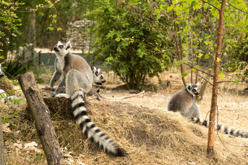 cute funny little lemurs playing with each other