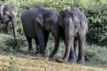 Fototapeta premium Asian elephant