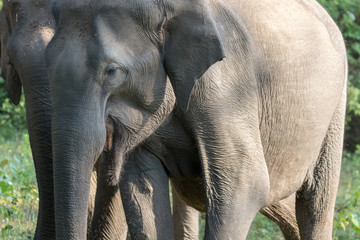 Fototapeta premium Asian elephant