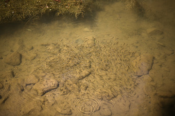 School of Small Baby Trout Swimming a Virginia Creek