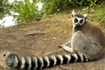 funny little lemur from madagascar sitting in his natural environment