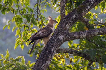 Crested Hawk Eagle