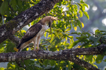 Crested Hawk Eagle