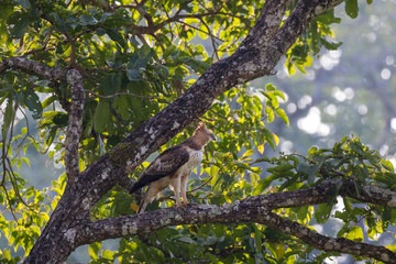 Crested Hawk Eagle