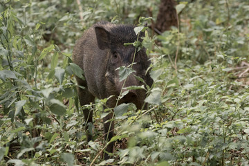 Wild boar