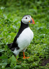 Puffin at nesting site on the Farne Islands, Northumberland, England, UK.